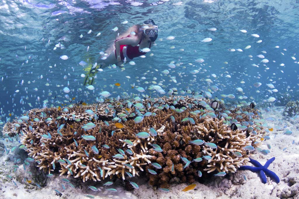 Indonesia Snorkeler on house reef_Walt Stearns