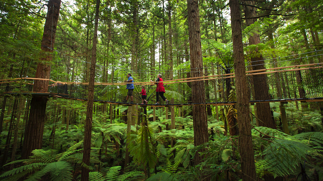 Redwoods-Treewalk-Rotorua