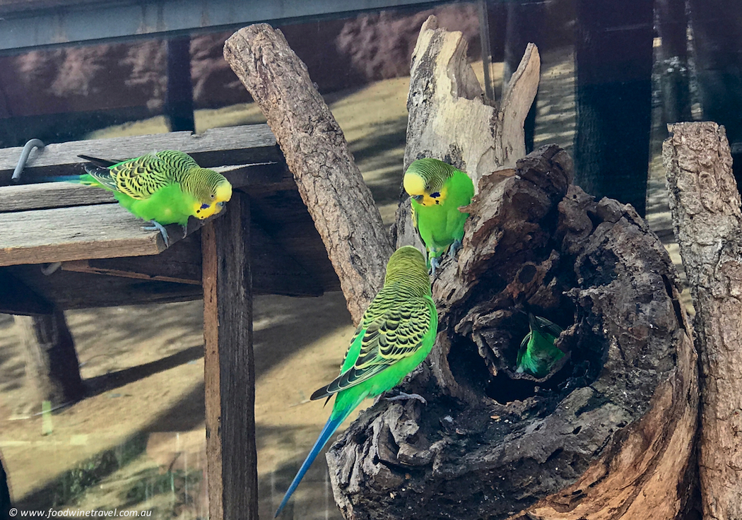 Wild Life Sydney Zoo Birds