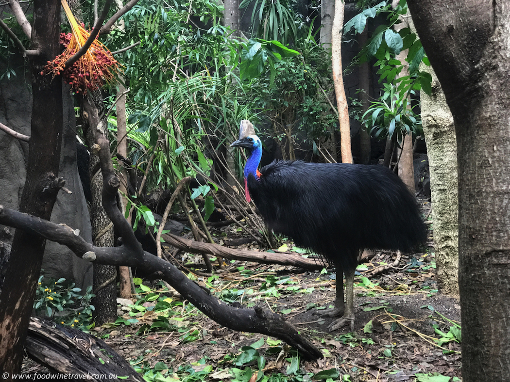 Wild Life Sydney Zoo Cassowary