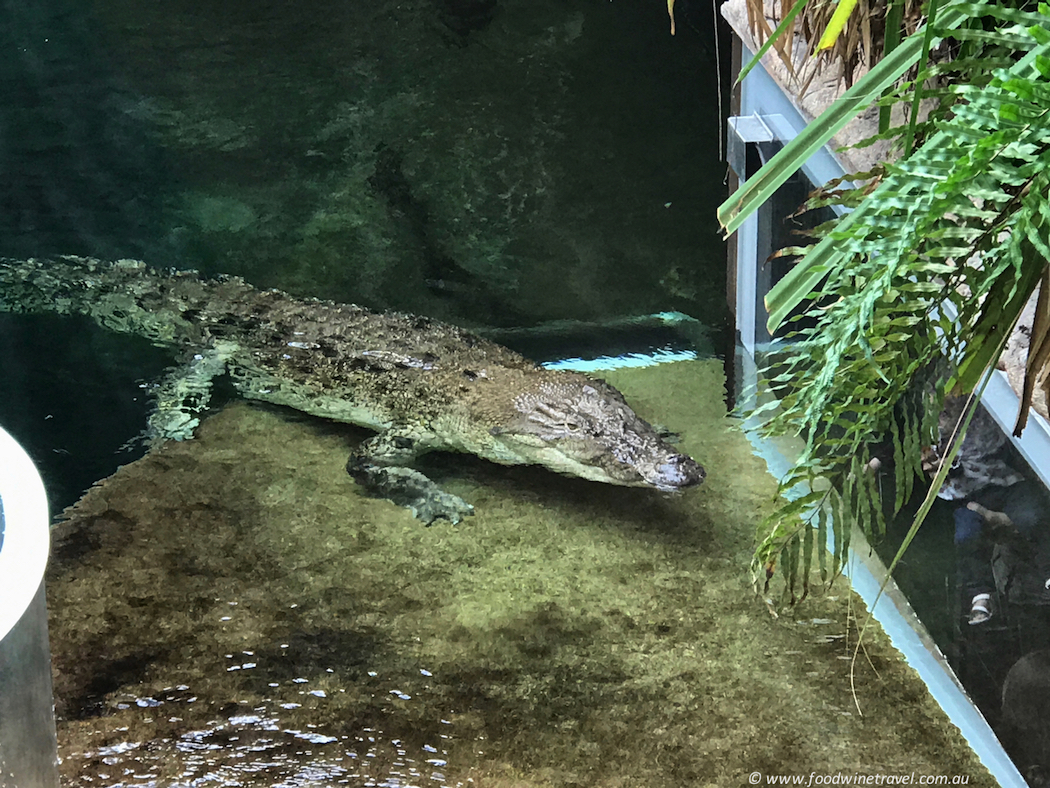 Wild Life Sydney Zoo Crocodile looking at people