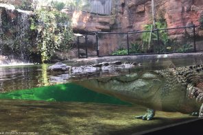 Wild Life Sydney Zoo Crocodile with eyes open