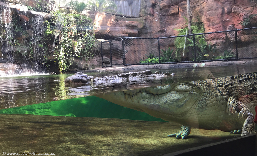 Wild Life Sydney Zoo Crocodile with eyes open