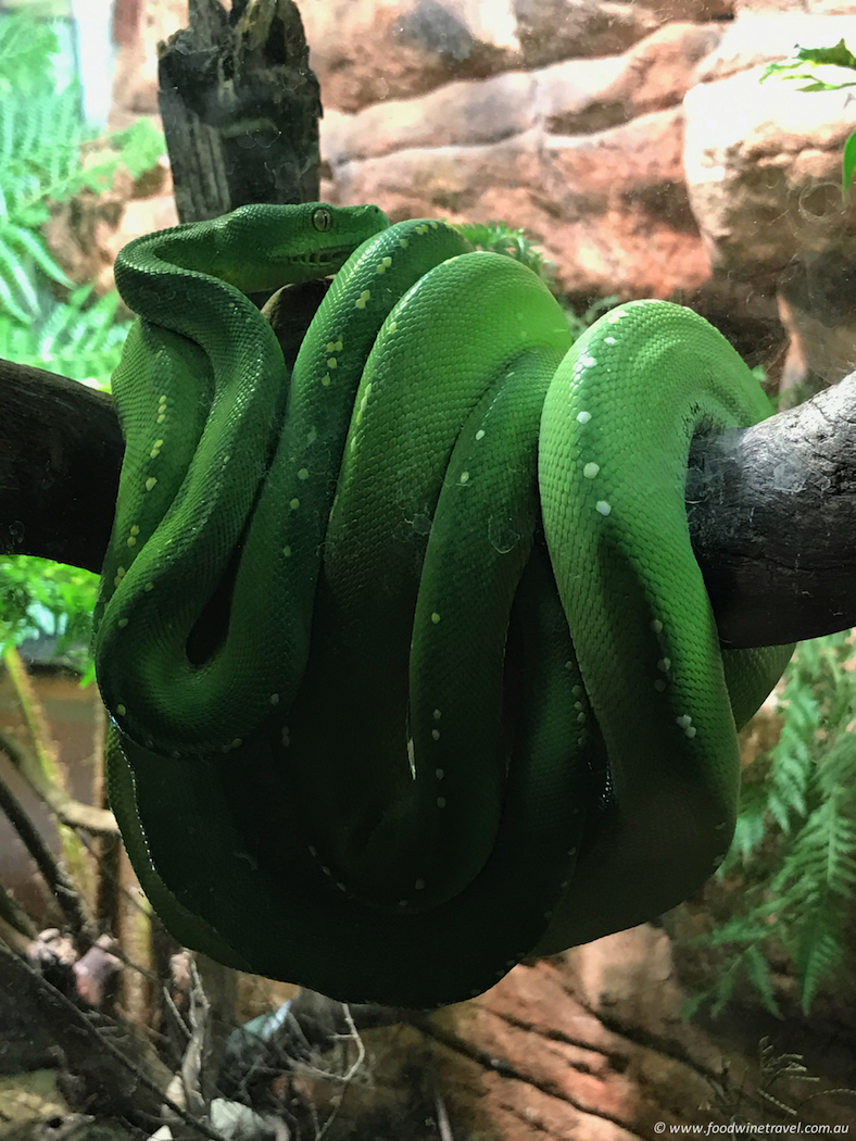 Wild Life Sydney Zoo Green Double Snake