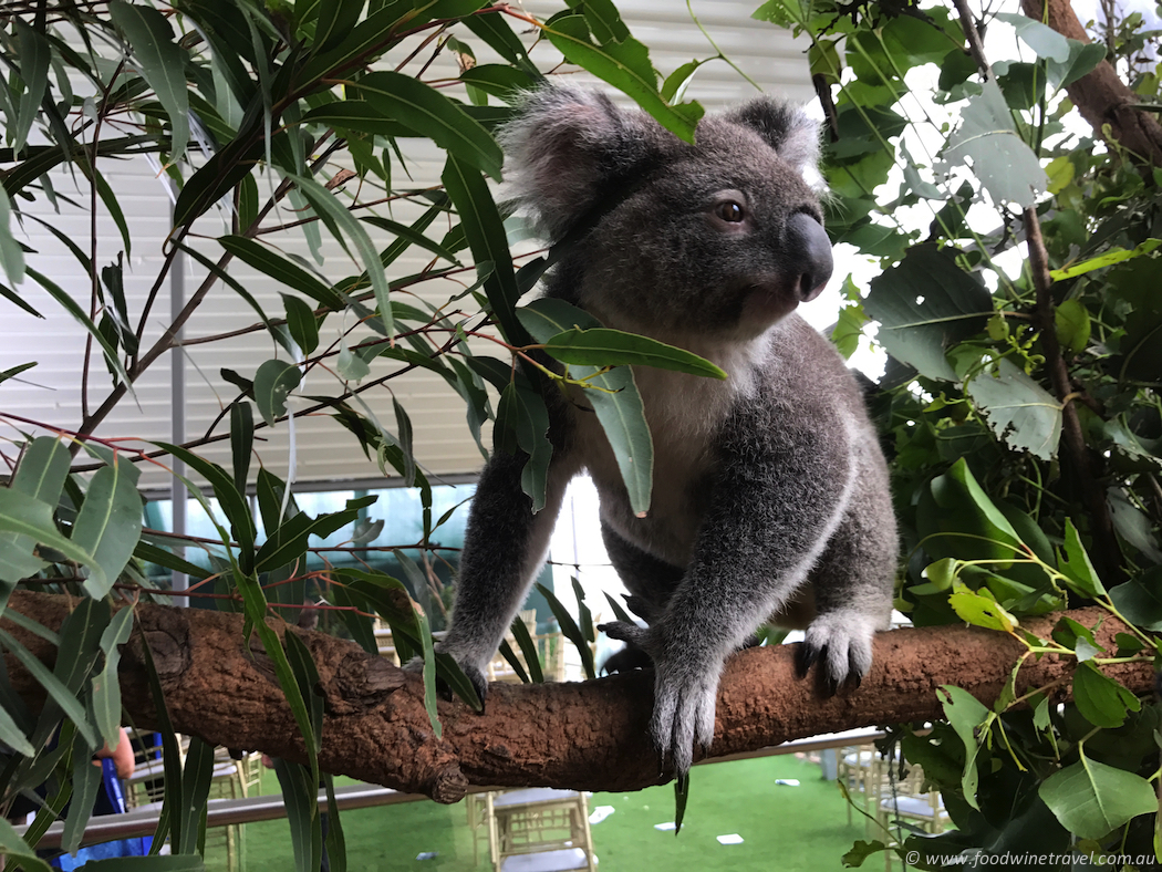 Wild Life Sydney Zoo Koala