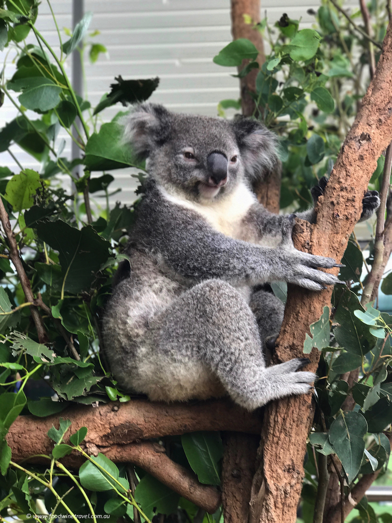 Wild Life Sydney Zoo Koala