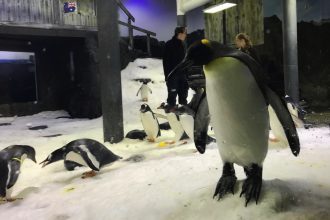 Wild Life Sydney Zoo Penguins