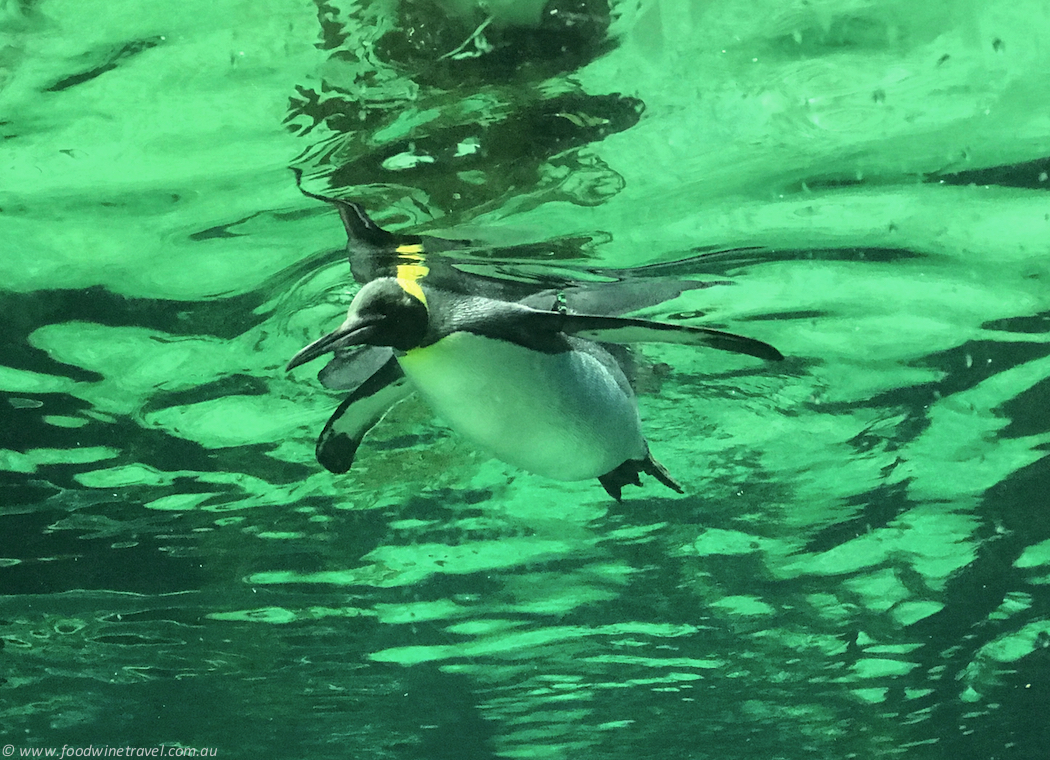 Wild Life Sydney Zoo Penguins Swimming