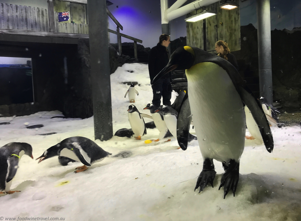 Wild Life Sydney Zoo Penguins