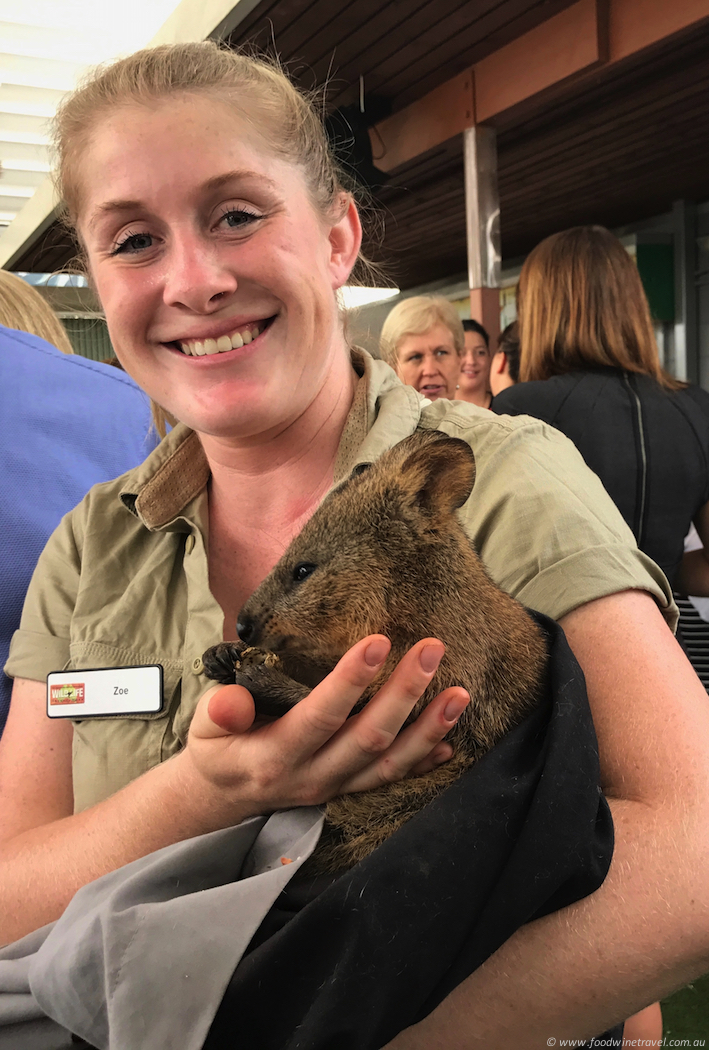 Wild Life Sydney Zoo Quokka