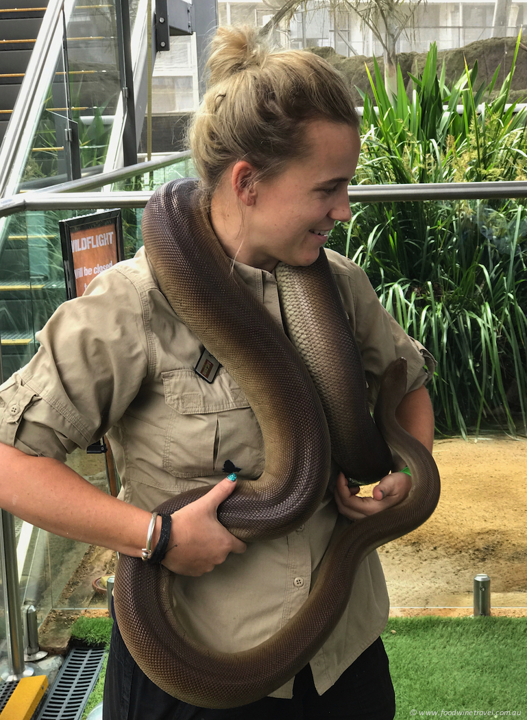 Wild Life Sydney Zoo Snake 2