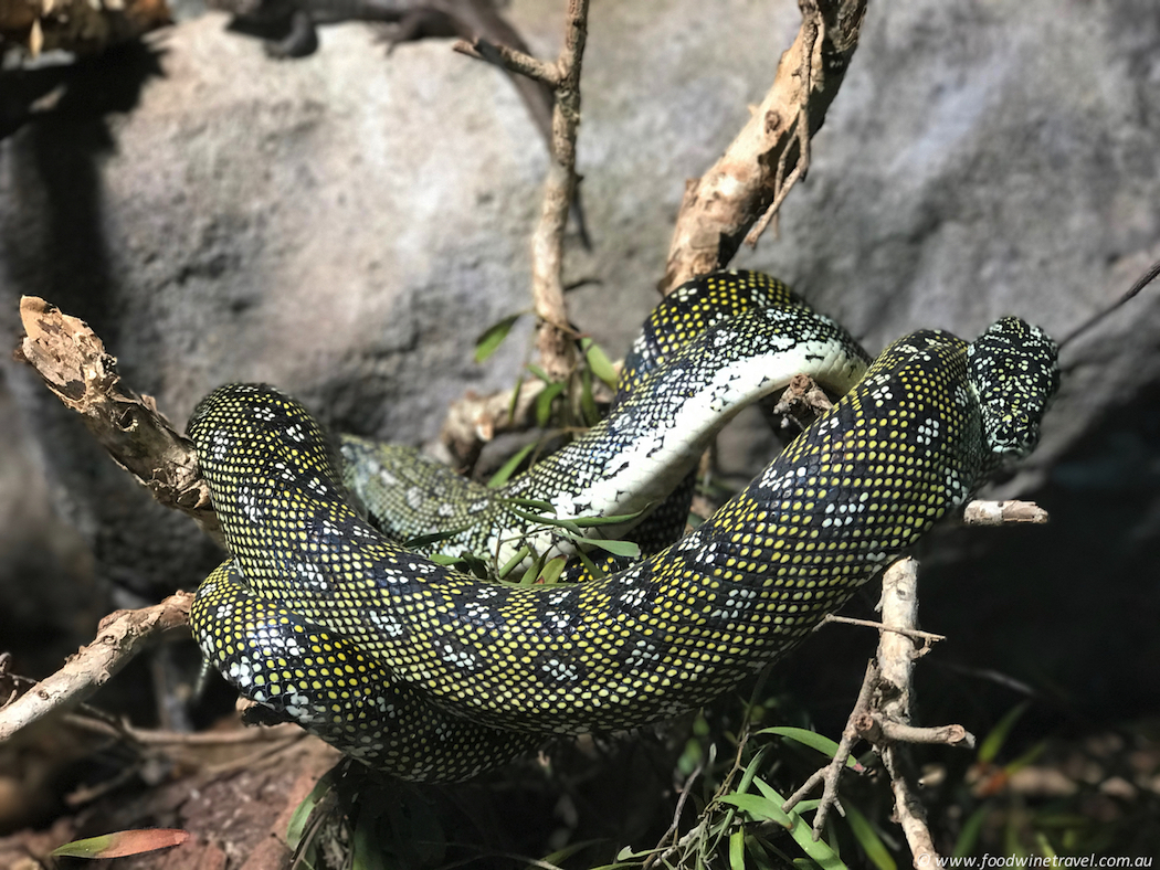 Wild Life Sydney Zoo Snake