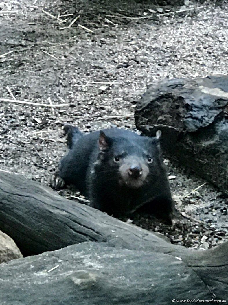 Wild Life Sydney Zoo Tassie Devil