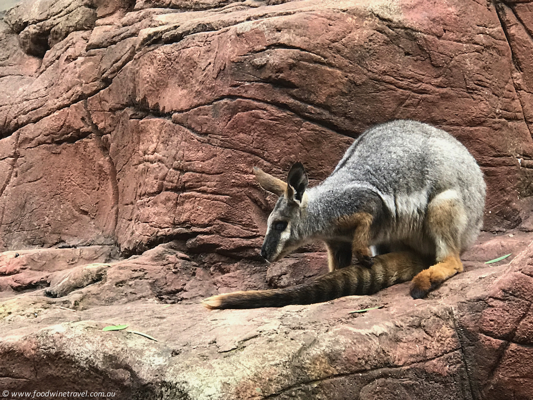 Wild Life Sydney Zoo Wallaby