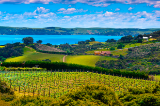 Waiheke Island, one of the highlights of The Golden Pig's Epicurean New Zealand tour.