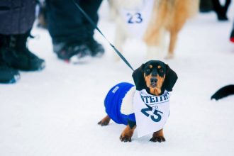 Rocky-ready-to-race-at-the-Monteiths-Dog-Derby-2017-JG