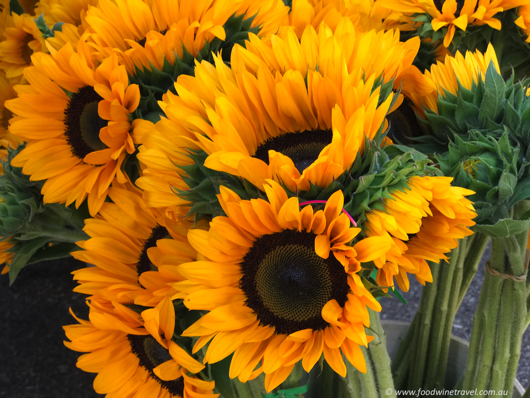 Solvang Farmers Market Sunflowers