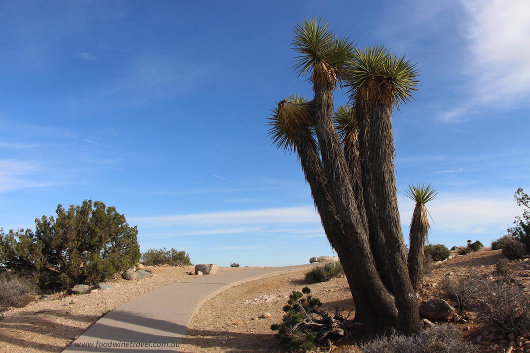 California Joshua Tree