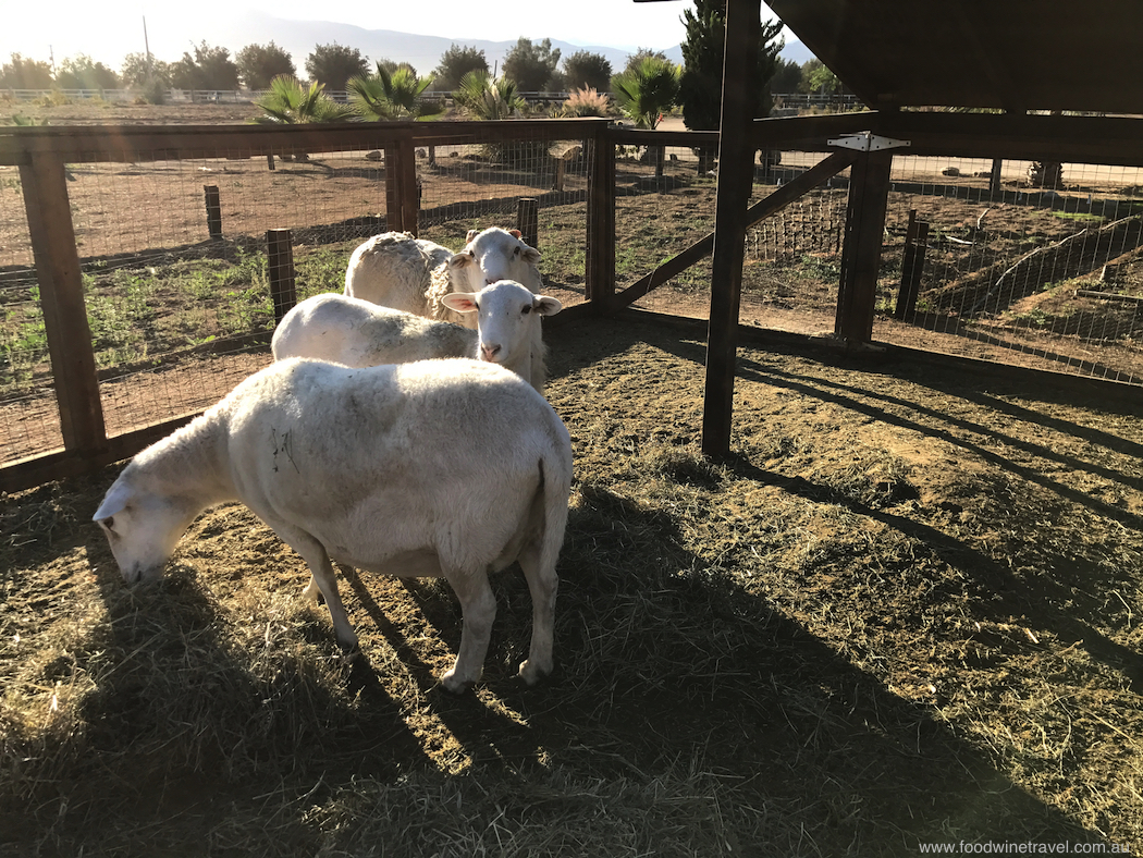 Hotel Boutique animals