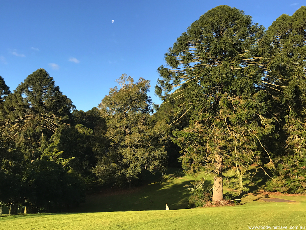 Bunya Mountains Queensland