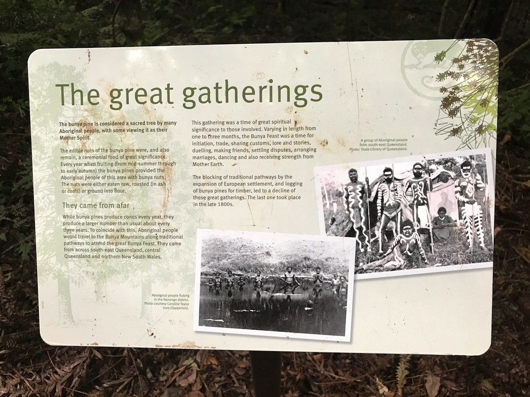 Bunya Mountains Aboriginal Gatherings-imp