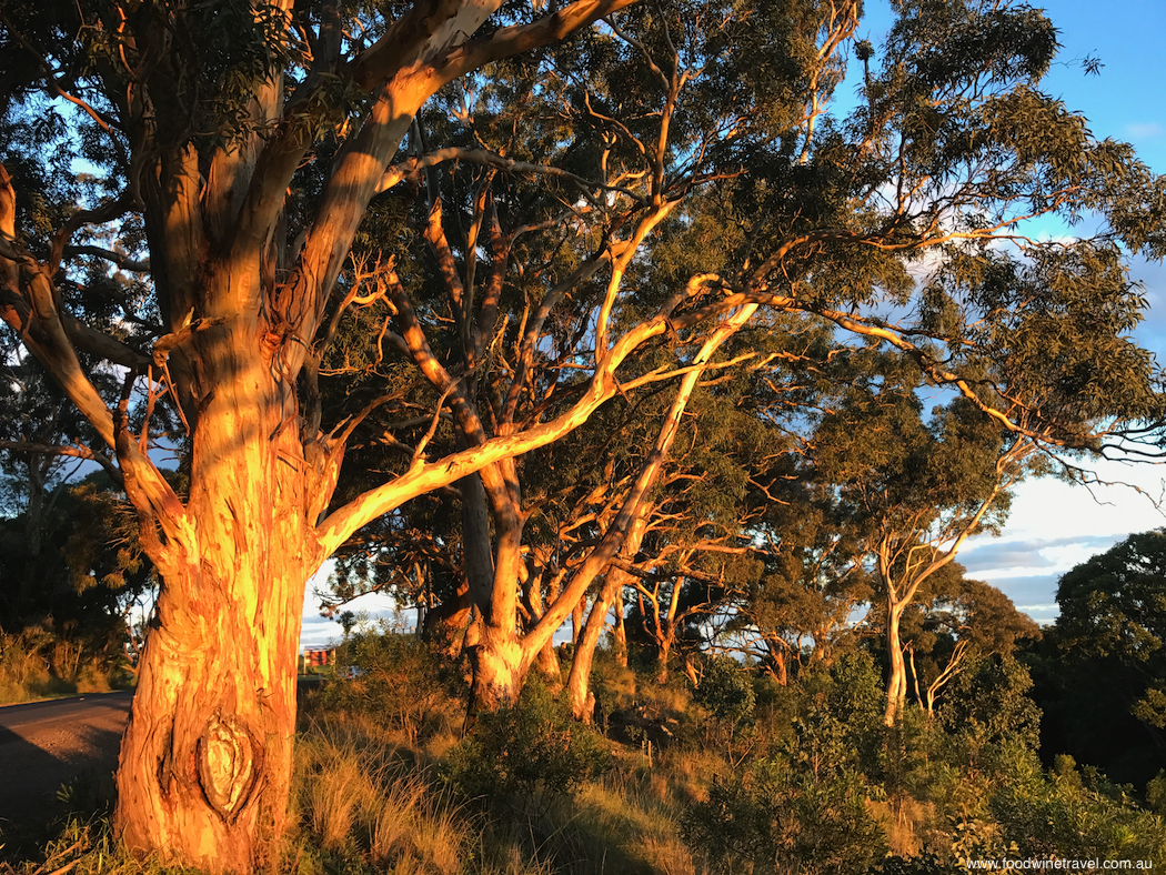 Bunya Mountains Eucalypts-imp