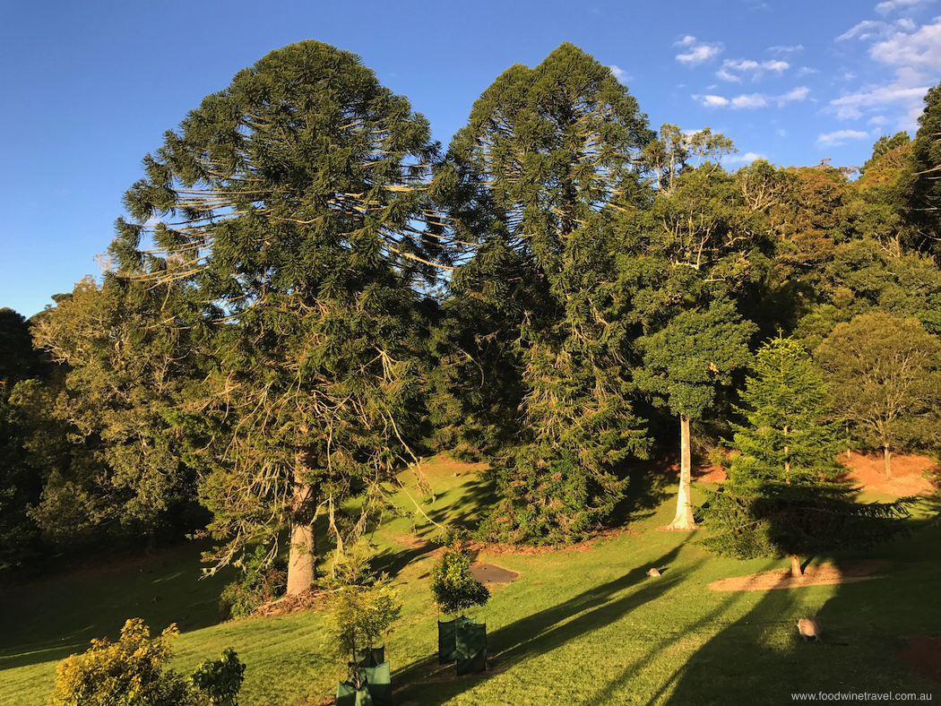 Bunya Mountains Open Area Near Birdsong-imp