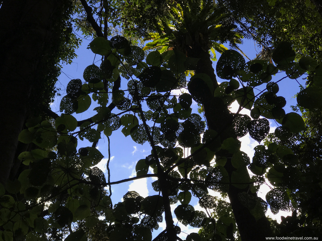 Bunya Mountains Orchids and Ferns-imp