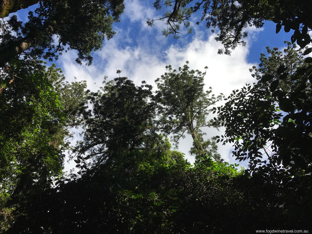 Bunya Mountains Roof Canopy-imp