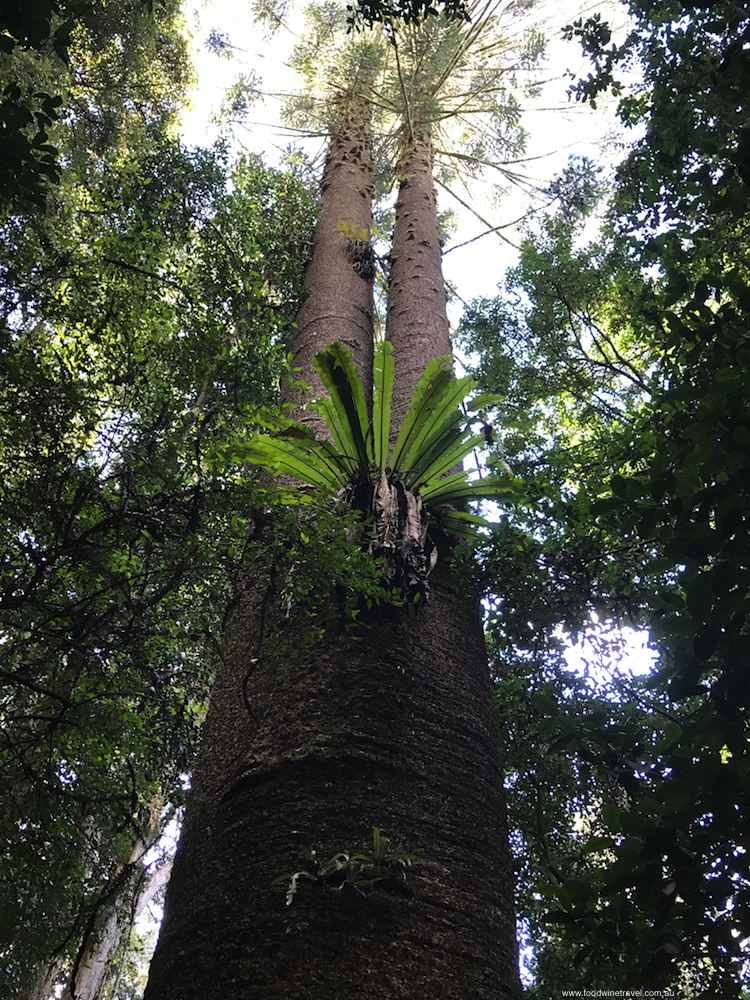 Bunya Mountains Tall Tree-imp