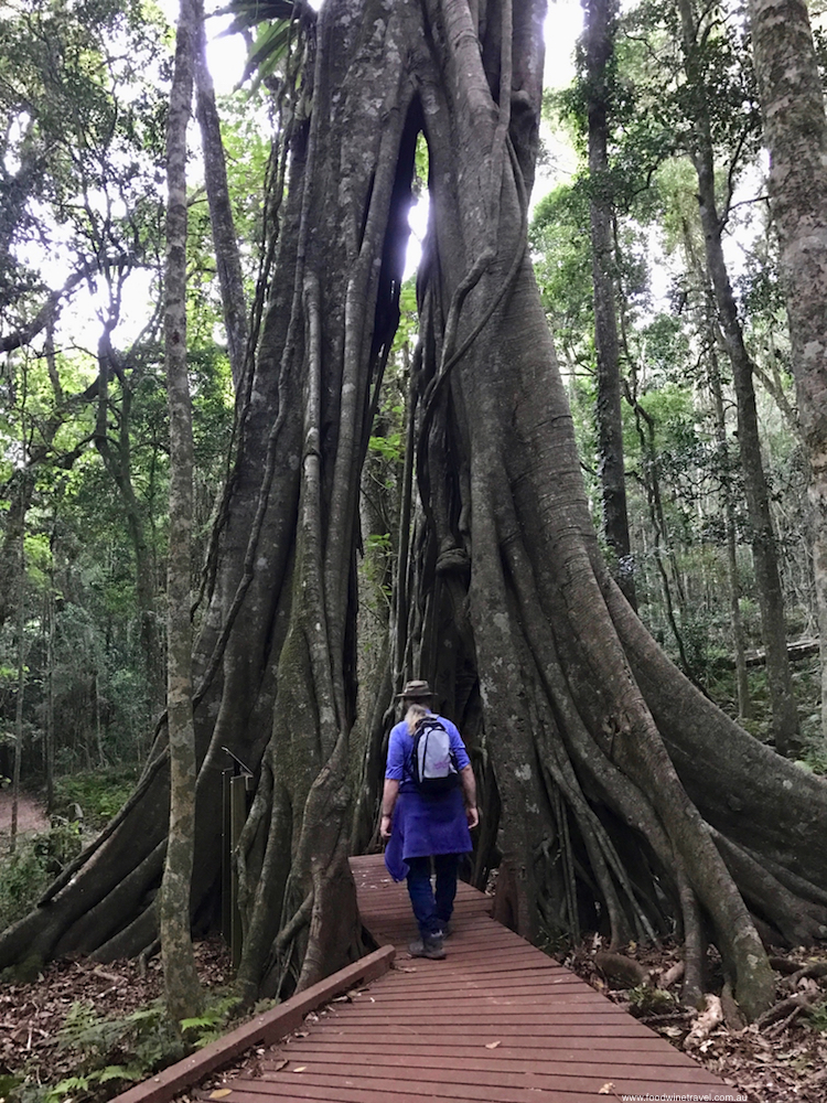 Bunya Mountains Walking Trail-imp