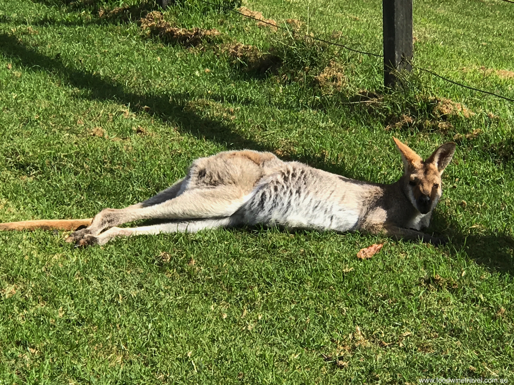 Bunya Mountains Wallaby Lying Flat-imp