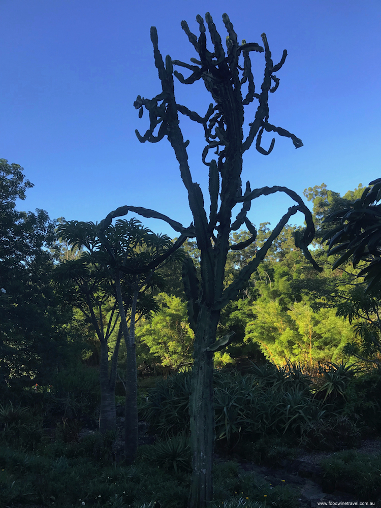 2018 March 15 Mount Coottha Botanic Gardens Brisbane Arid Region Plants
