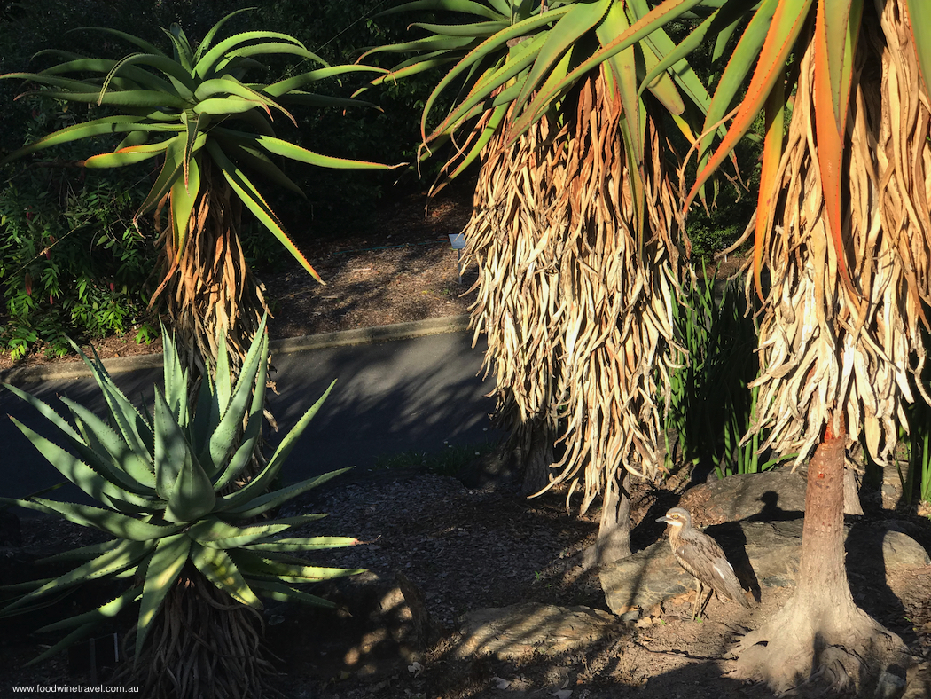 2018 March 15 Mount Coottha Botanic Gardens Brisbane Bird