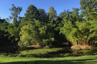 2018 March 15 Mount Coottha Botanic Gardens Brisbane Lagoon and bamboo