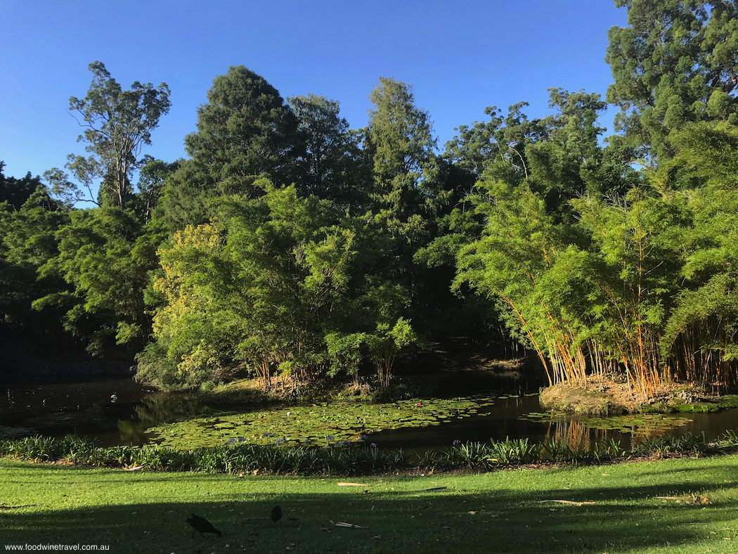 2018 March 15 Mount Coottha Botanic Gardens Brisbane Lagoon and bamboo