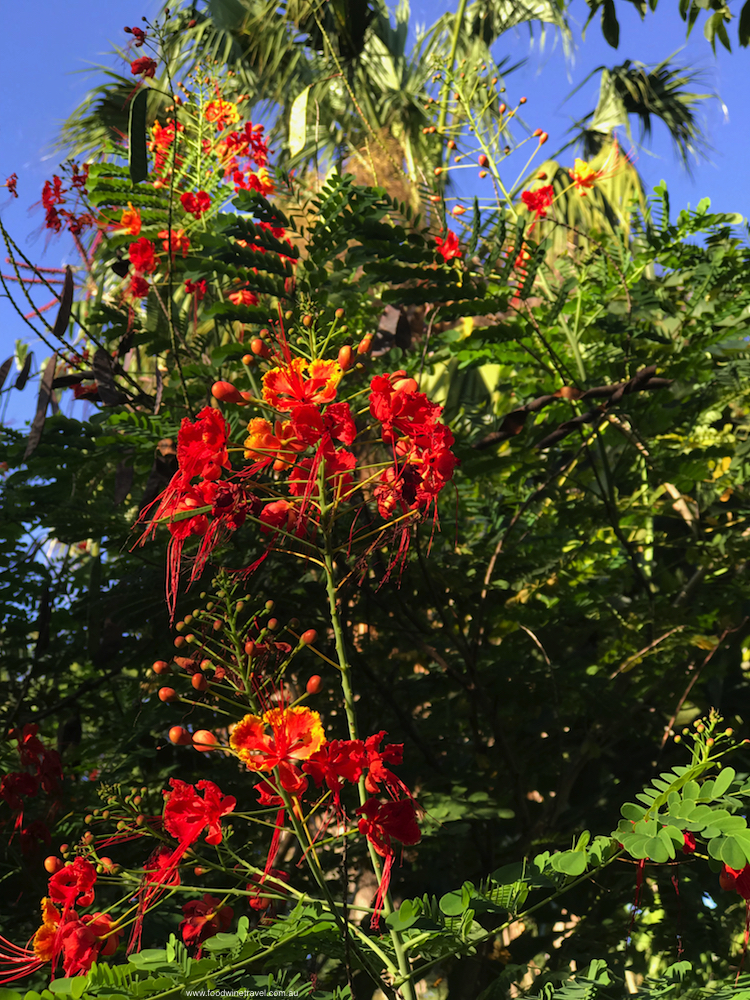 2018 March 15 Mount Coottha Botanic Gardens Brisbane Red Flower