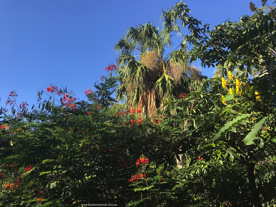2018 March 15 Mount Coottha Botanic Gardens Brisbane Red and golden flowers