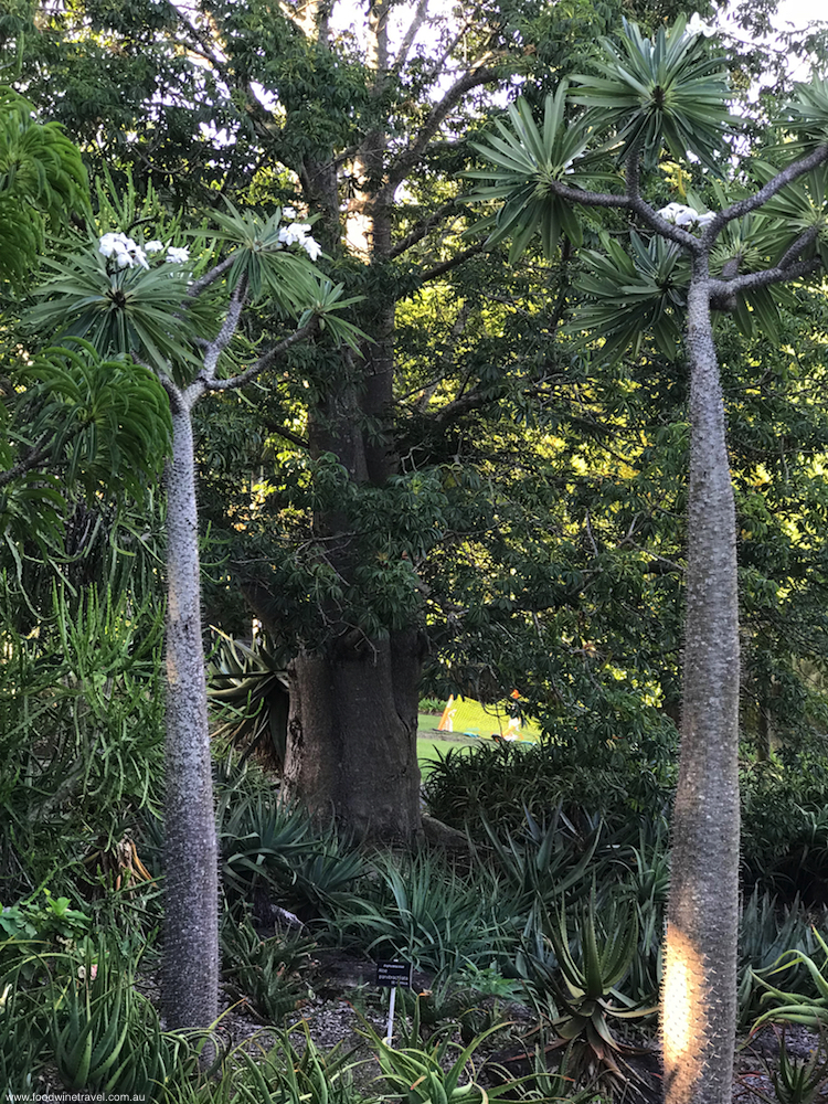 2018 March 15 Mount Coottha Botanic Gardens Brisbane Spiky Trees