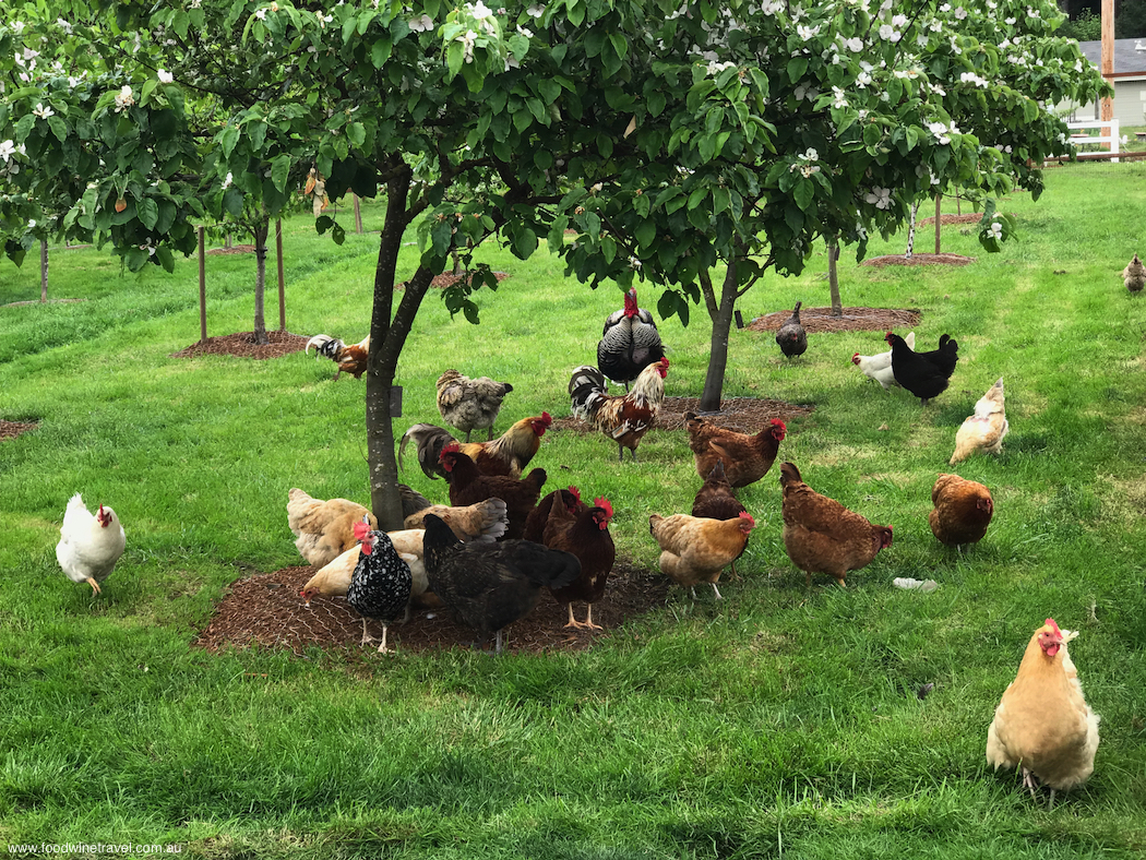 Whidbey Island Orchard Kitchen Chickens