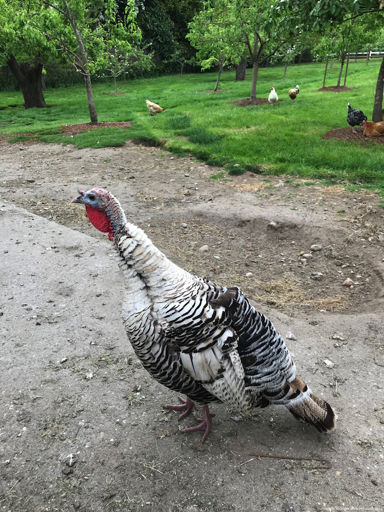 Whidbey Island Orchard Kitchen Turkey