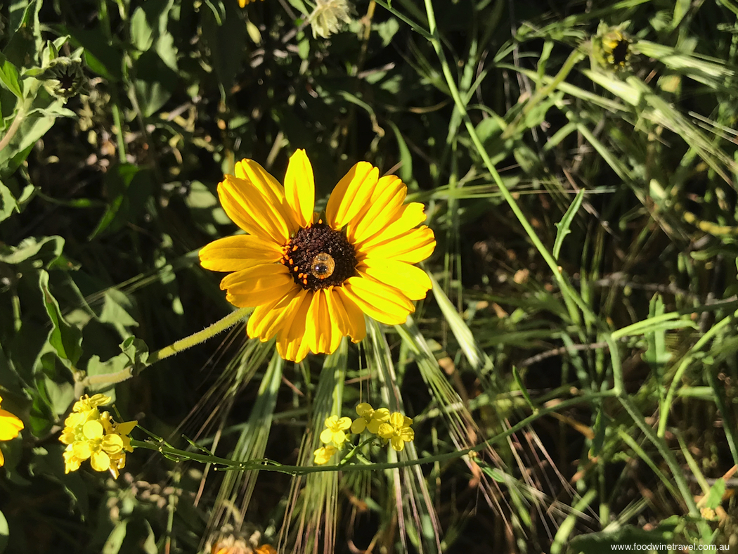 West Hollywood Sunset Hike Gorgeous Yellow Flower