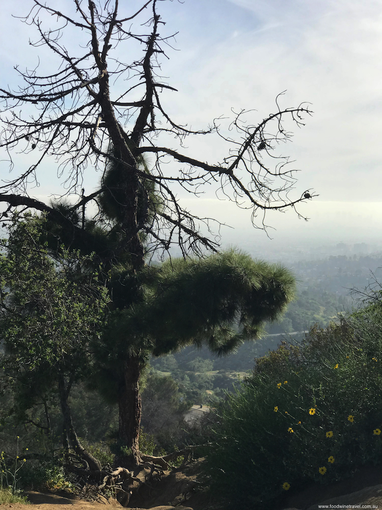 West Hollywood Sunset Hike Interesting Tree 