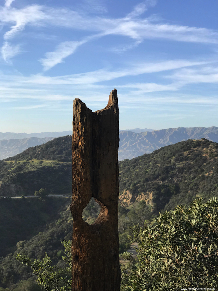 West Hollywood Sunset Hike Tree trunk with hole