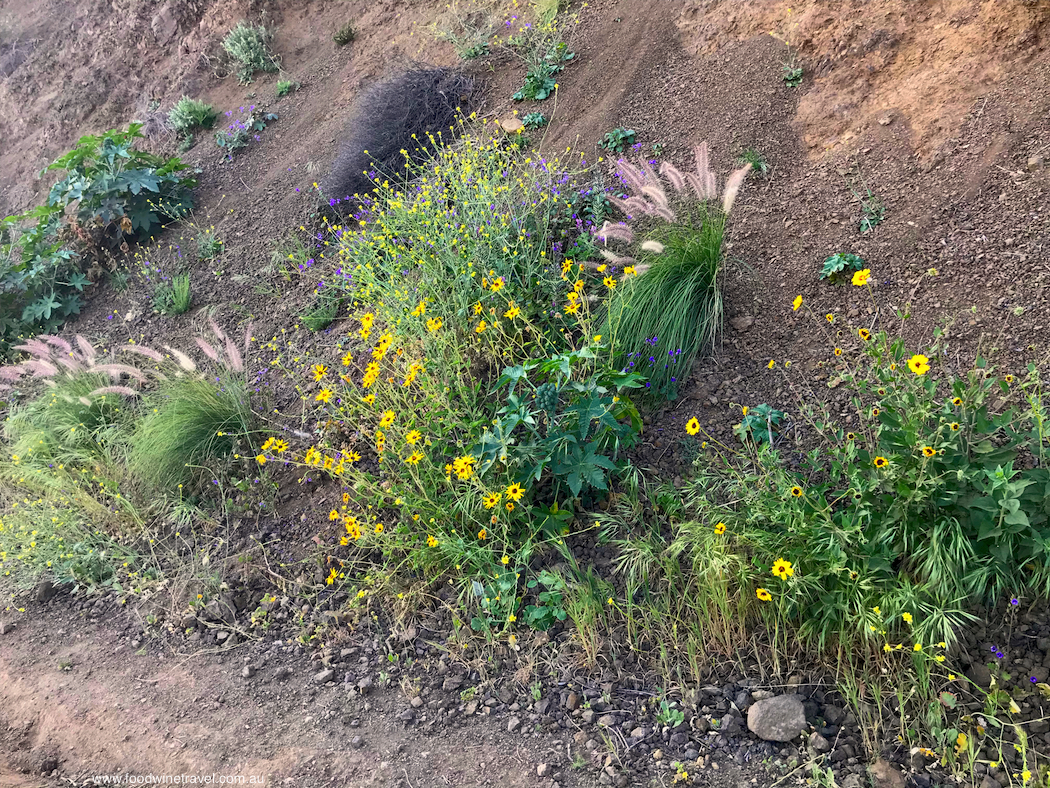 West Hollywood Sunset Hike Wildflowers