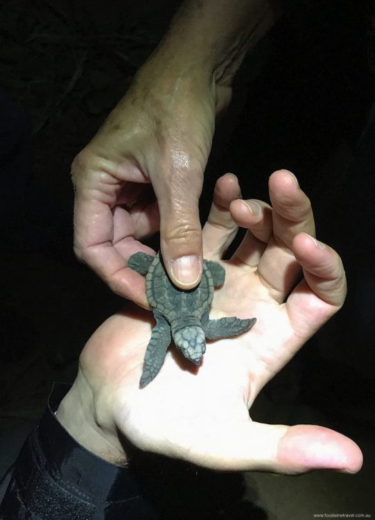 Top Travel Experiences 2018 Bundaberg Loggerhead turtle hatchling on Mon Repos Beach.