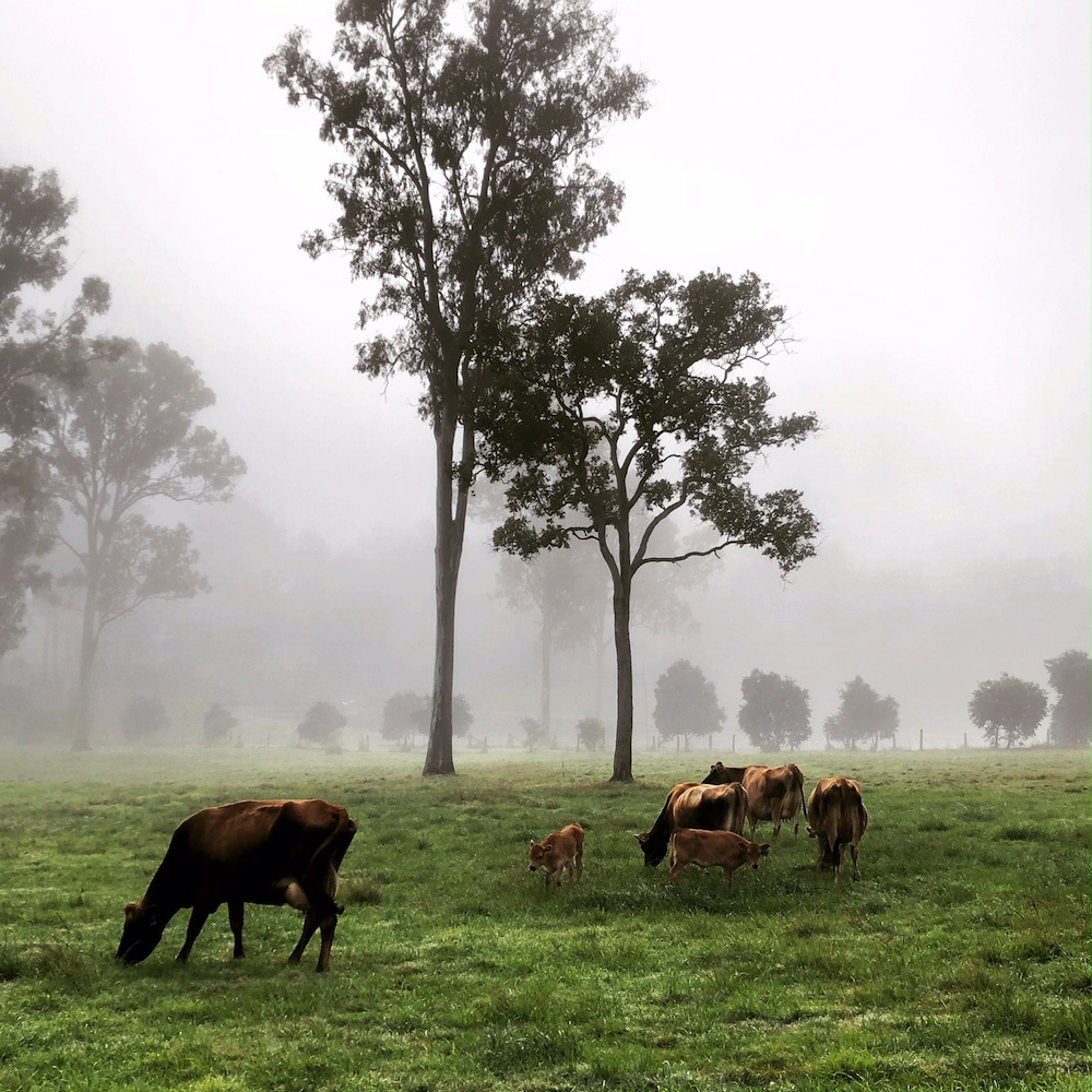 The Curated Plate Sunshine Coast Baranbali Farm