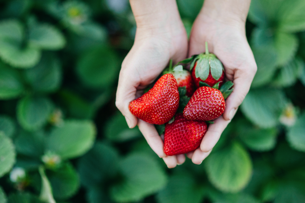 The Curated Plate Sunshine Coast Cooloola Farm Strawberries