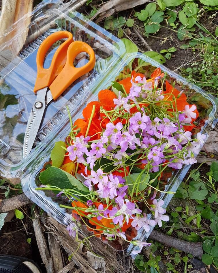 The Curated Plate Sunshine Coast Foraging Flowers