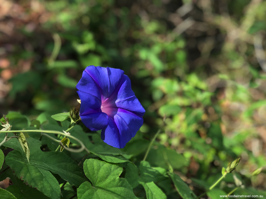 Tamborine Mountain National Park